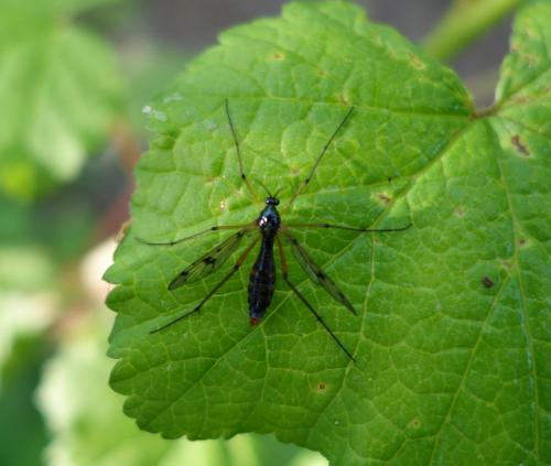 Ptychoptera contaminata